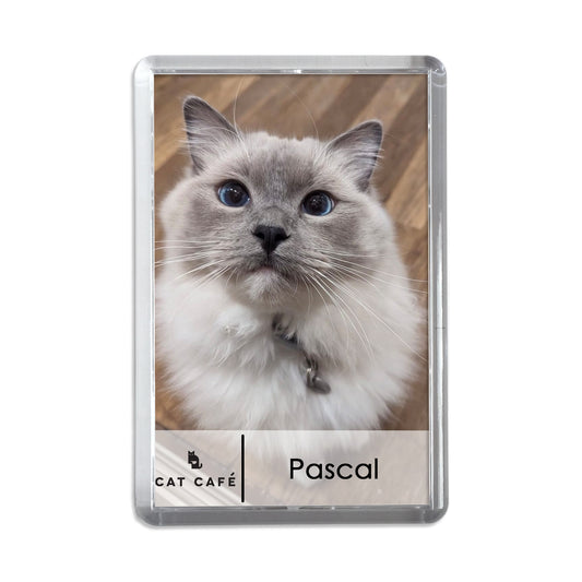 Cat Cafe Liverpool Magnet - Pascal