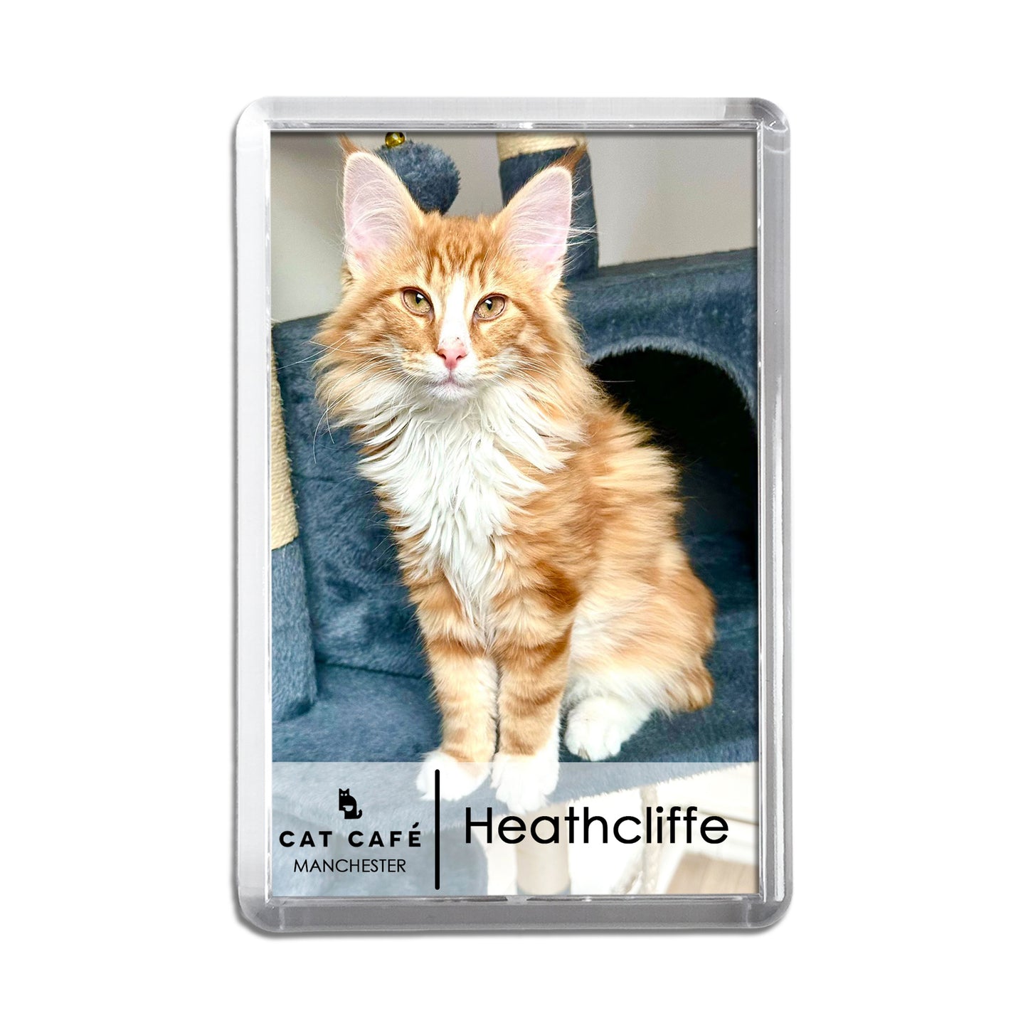 Cat Cafe Manchester Magnet - Heathcliffe