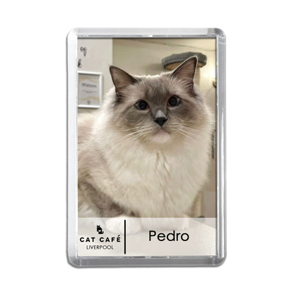 Cat Cafe Liverpool Magnet - Pedro