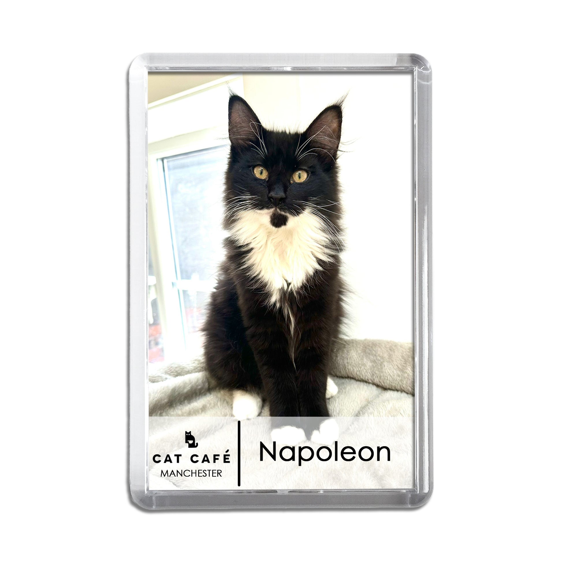 Cat Cafe Manchester Magnet - Napoleon