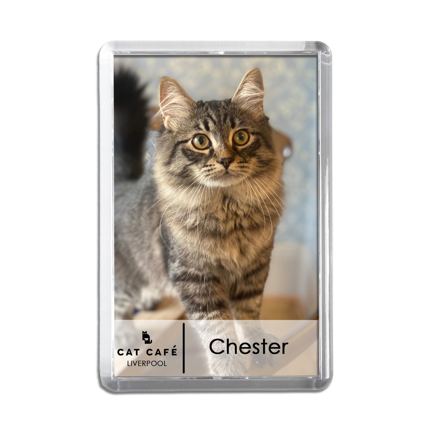 Cat Cafe Liverpool Magnet - Chester