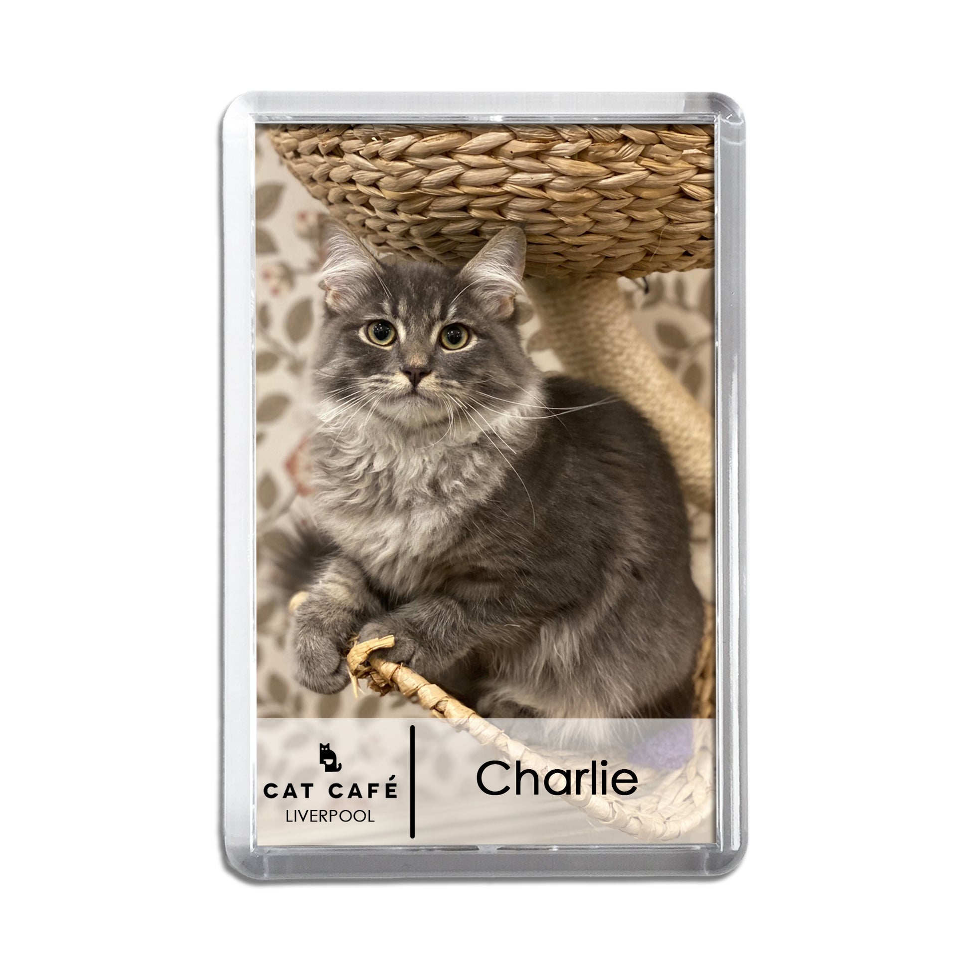 Cat Cafe Liverpool Magnet - Charlie