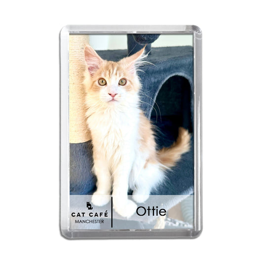 Cat Cafe Manchester Magnet - Ottie