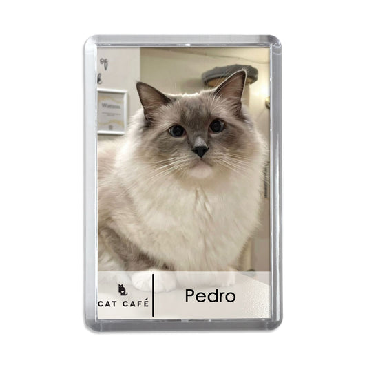 Cat Cafe Liverpool Magnet - Pedro