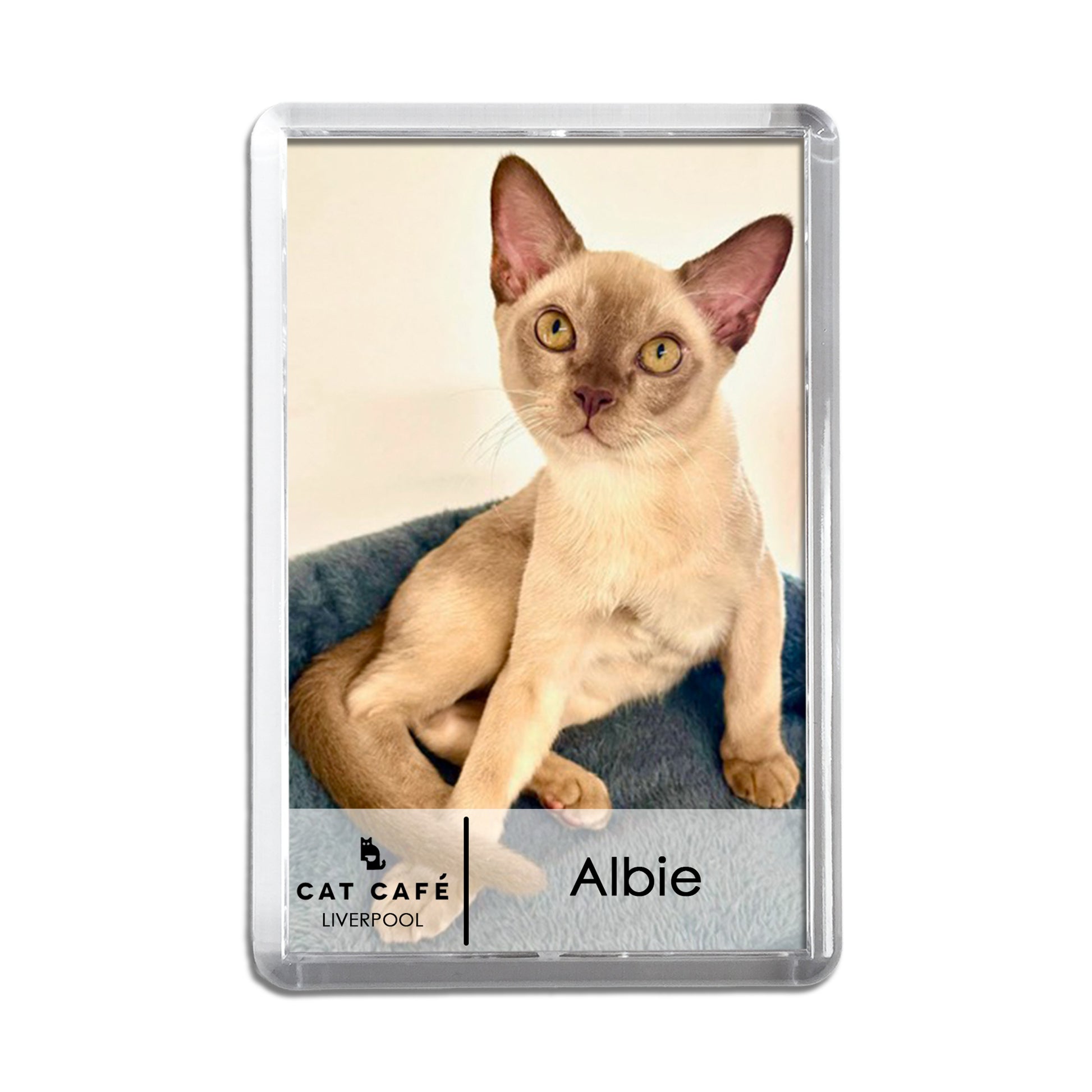 Cat Cafe Liverpool Magnet - Albie