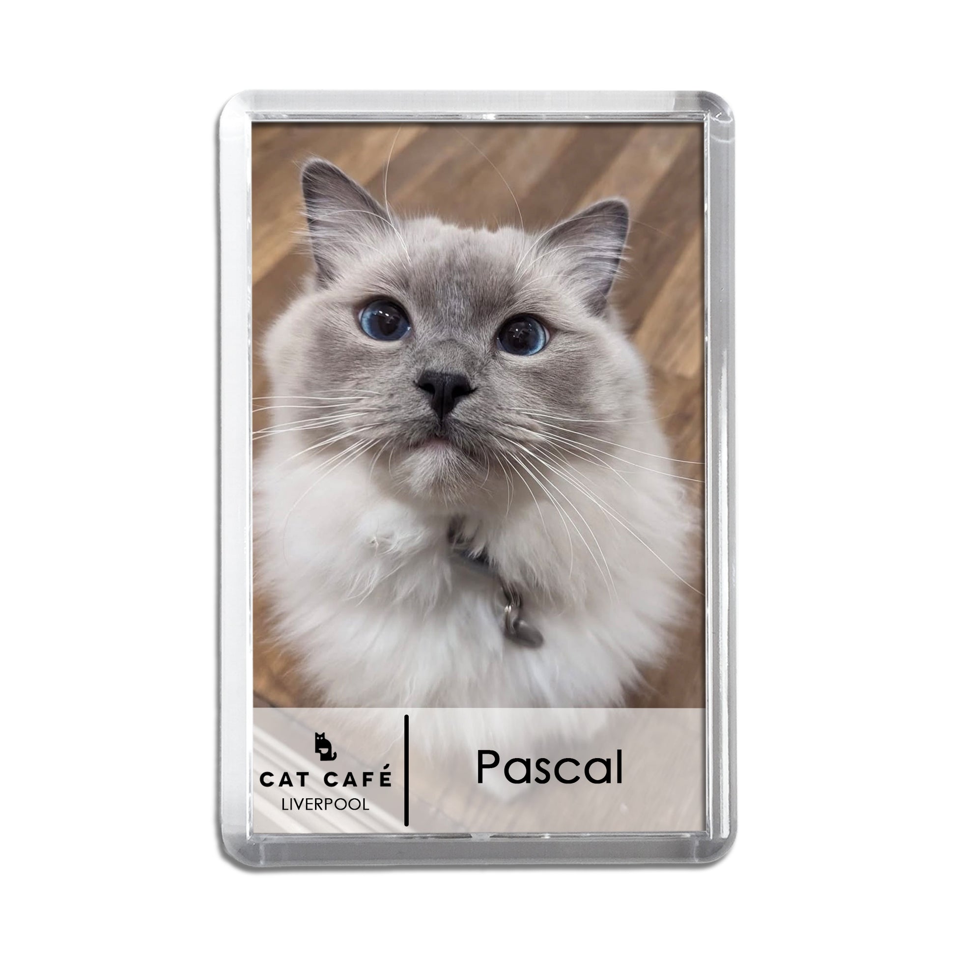 Cat Cafe Liverpool Magnet - Pascal