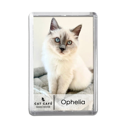 Cat Cafe Manchester Magnet - Ophelia