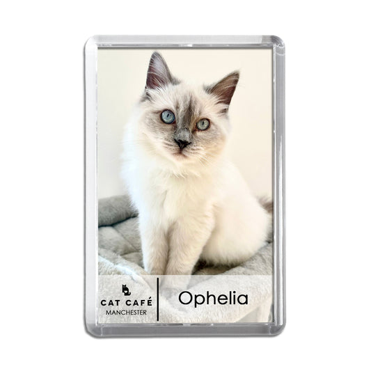Cat Cafe Manchester Magnet - Ophelia