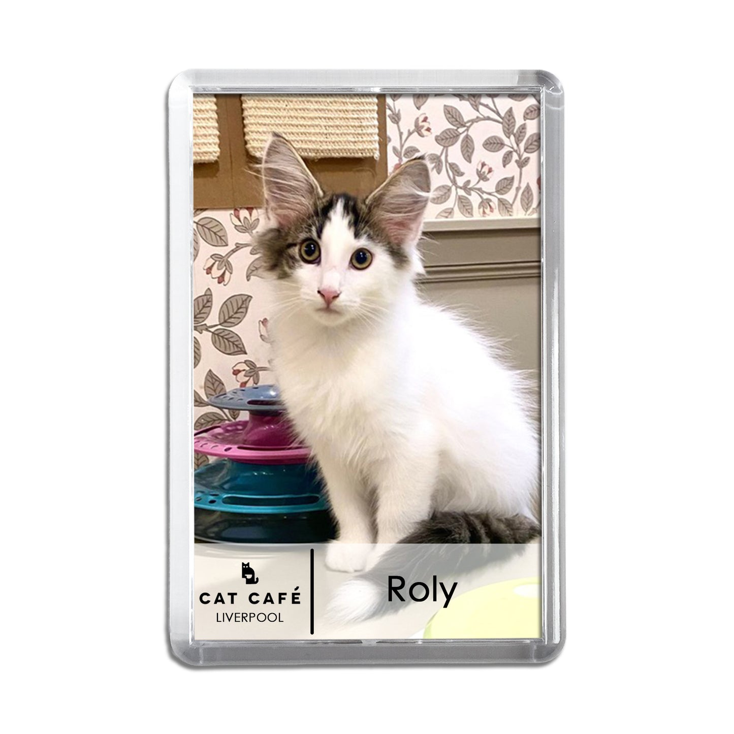 Cat Cafe Liverpool Magnet - Roly