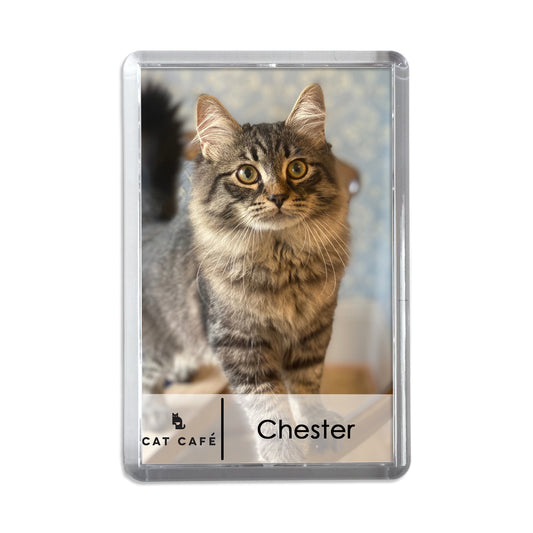 Cat Cafe Liverpool Magnet - Chester
