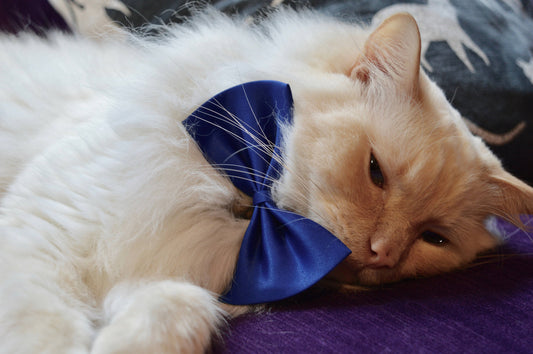 Cat Bow Tie
